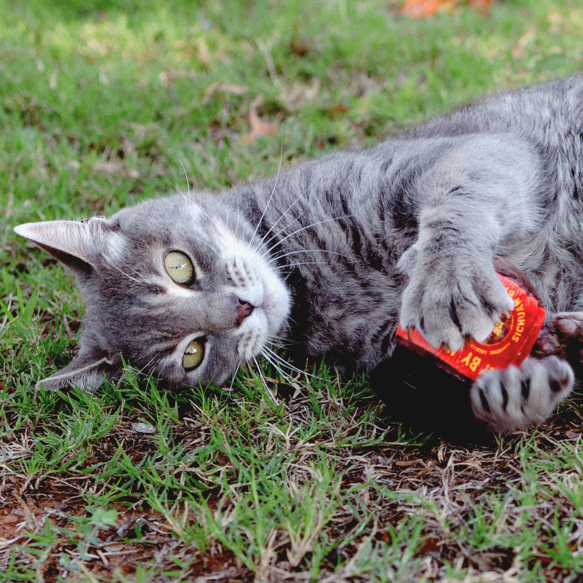 Dog & Cat Toy - Soft Pick
